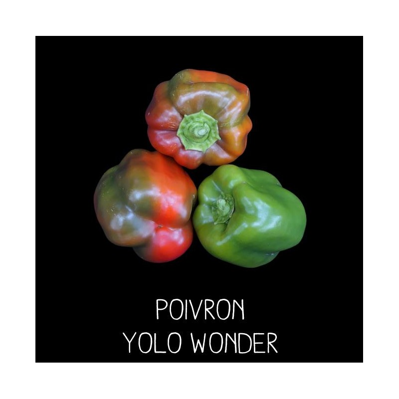 Poivron yolo wonder