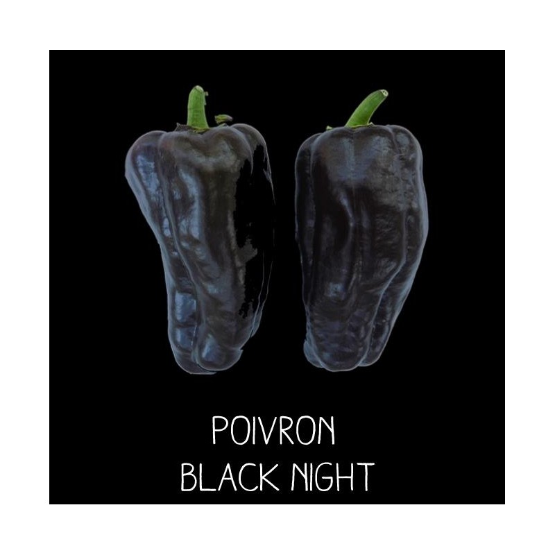Poivron black night