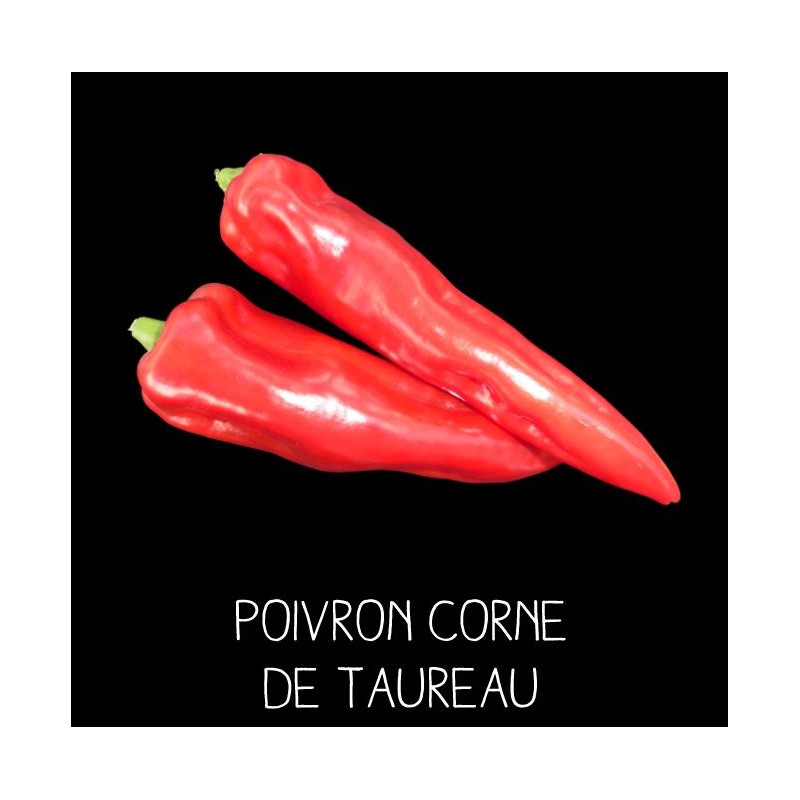 Poivron corne de taureau