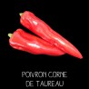 Poivron corne de taureau