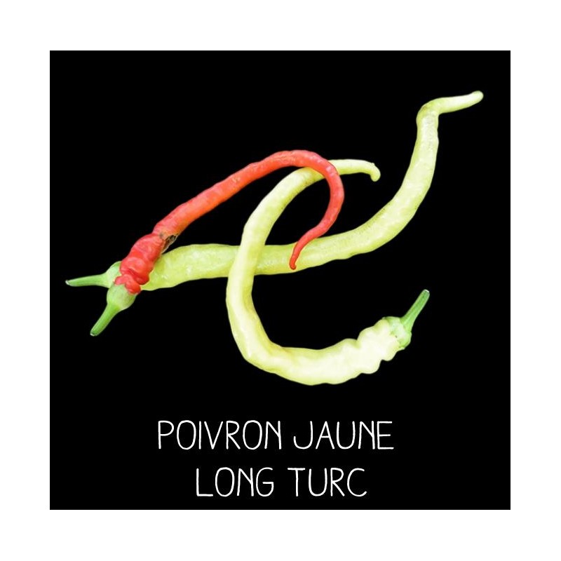 Poivron jaune long de Turquie
