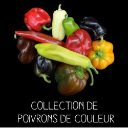 COLLECTION DE POIVRONS DE COULEUR