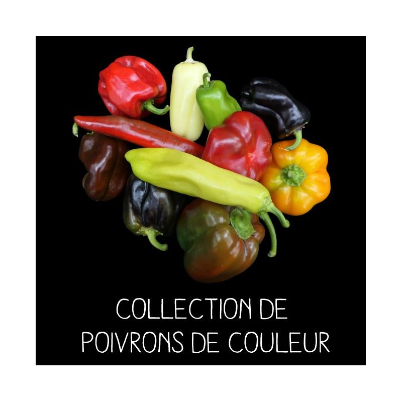 COLLECTION DE POIVRONS DE COULEUR
