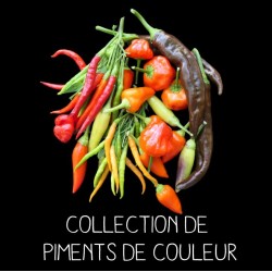 COLLECTION DE PIMENTS DE COULEUR