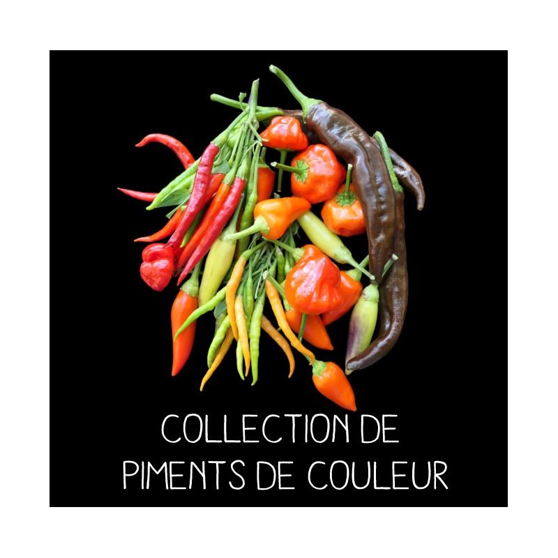 COLLECTION DE PIMENTS DE COULEUR
