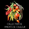 COLLECTION DE PIMENTS DE COULEUR
