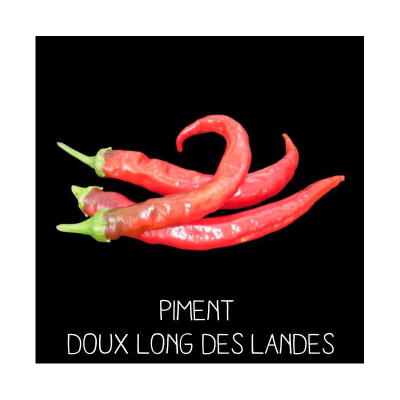 Piment doux long des Landes