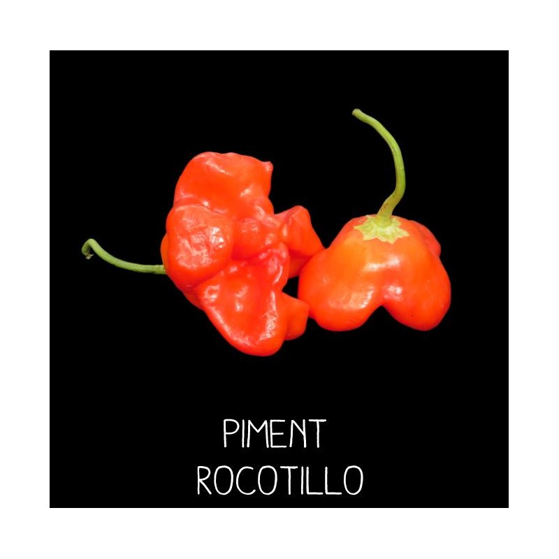 Piment rocotillo