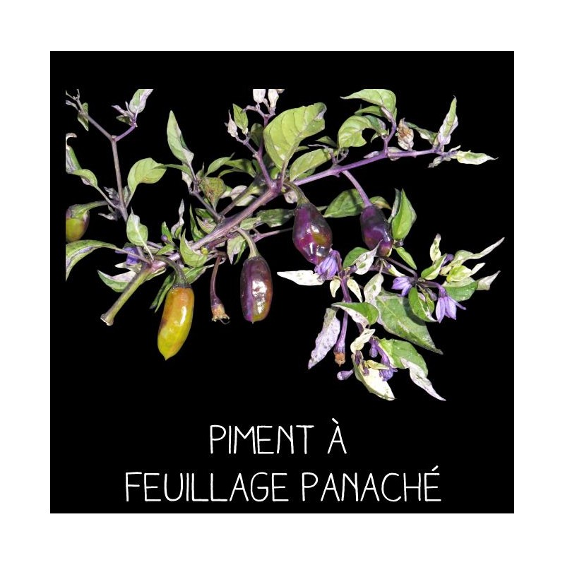Piment à feuillage panaché