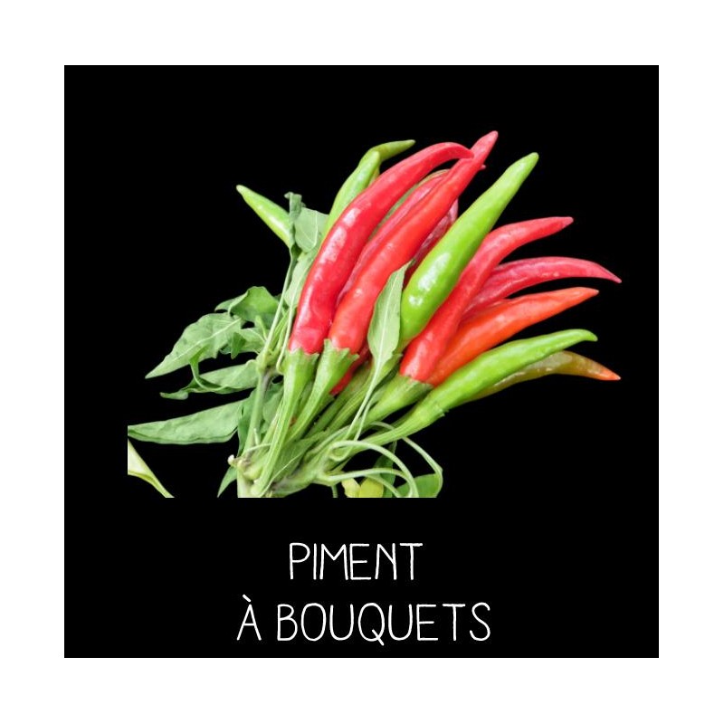 Piment à bouquet