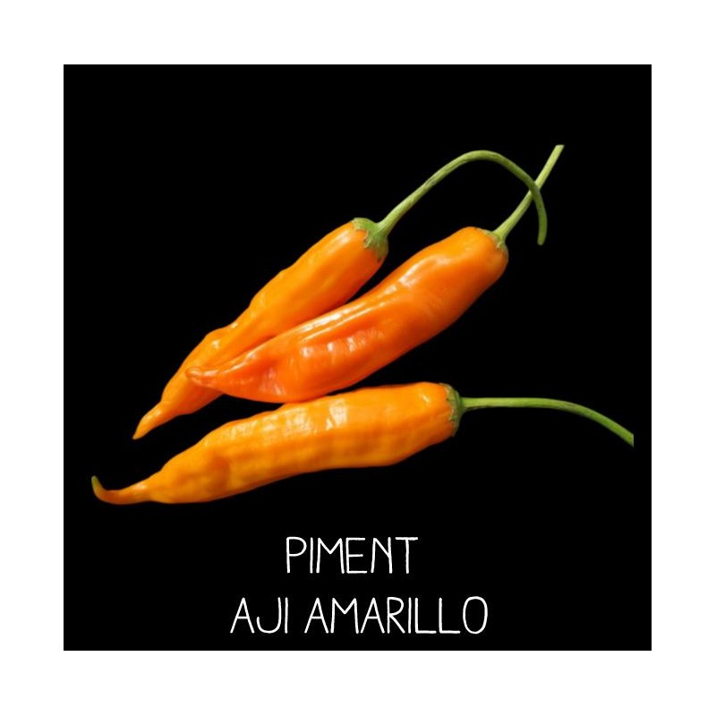 Piment Aji amarillo