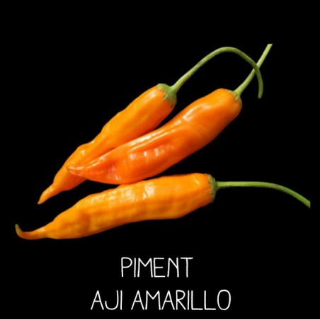 Piment Aji amarillo