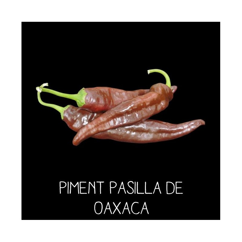Piment Pasilla de Oaxaca