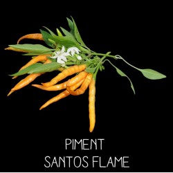 Piment Santos flame