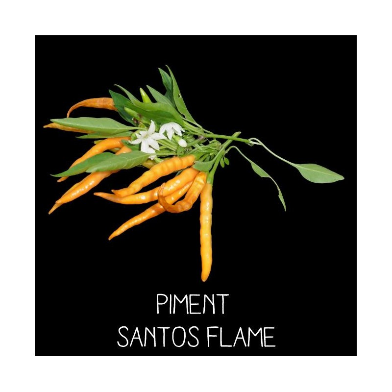 Piment Santos flame