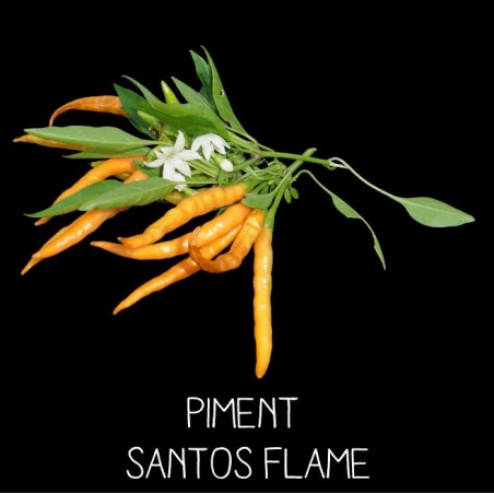 Piment Santos flame