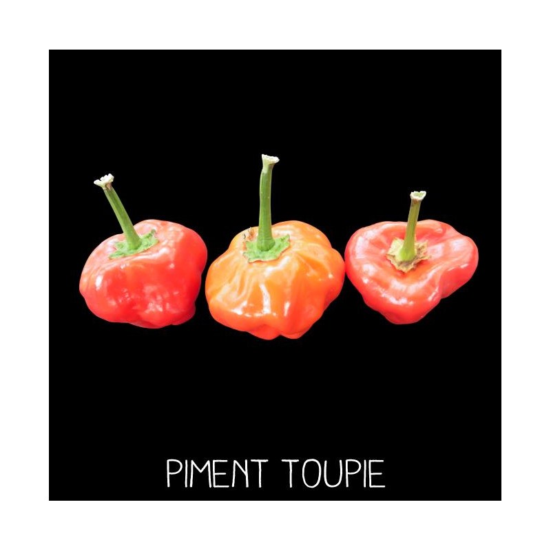 Piment Toupie