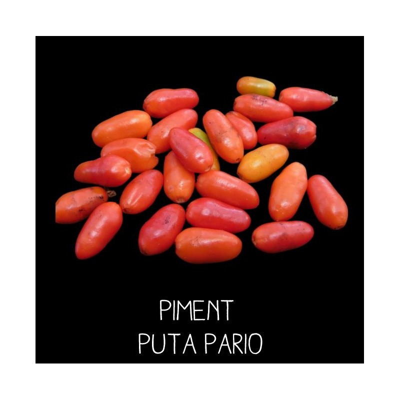 Piment puta pario