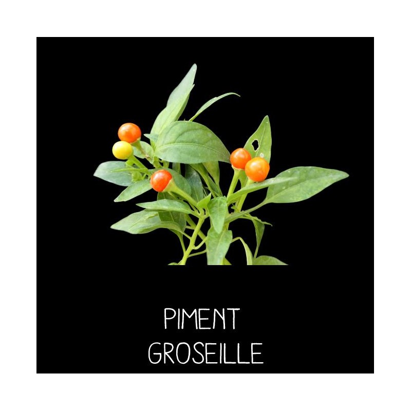 Piment Groseille