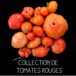 COLLECTION DE TOMATES ROUGES