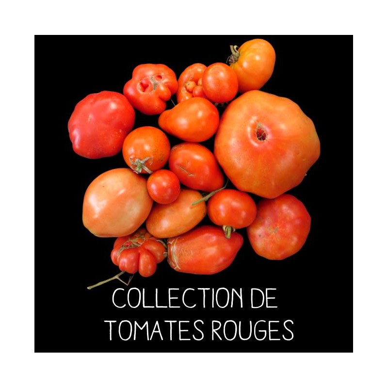 COLLECTION DE TOMATES ROUGES