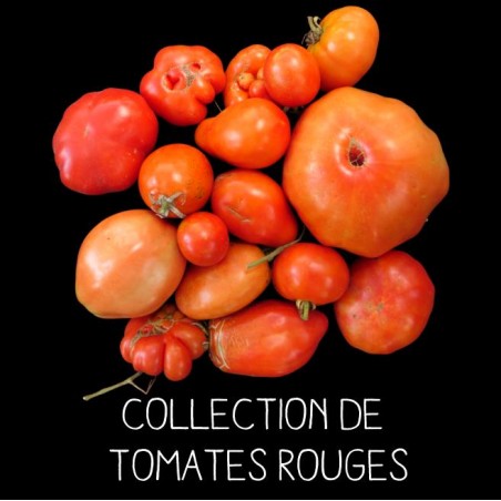 COLLECTION DE TOMATES ROUGES