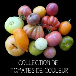 COLLECTION DE TOMATES DE COULEUR