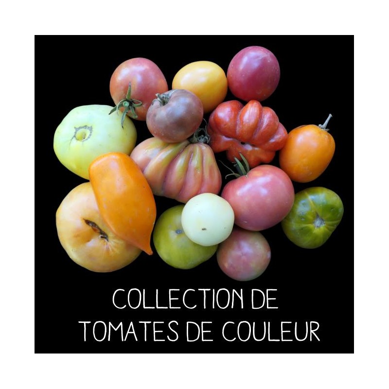 COLLECTION DE TOMATES DE COULEUR