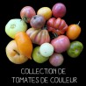 COLLECTION DE TOMATES DE COULEUR