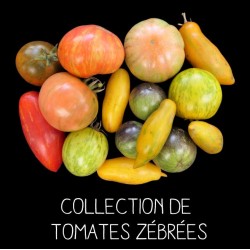 COLLECTION DE TOMATES ZÉBRÉES