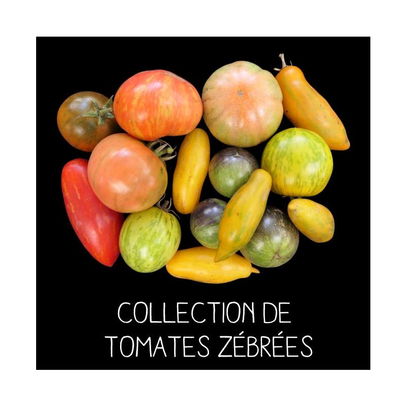 COLLECTION DE TOMATES ZÉBRÉES