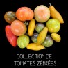 COLLECTION DE TOMATES ZÉBRÉES