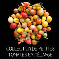 COLLECTION PETITES TOMATES EN MÉLANGE