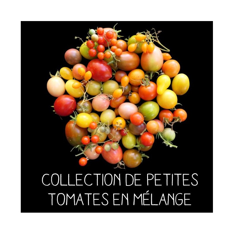 COLLECTION PETITES TOMATES EN MÉLANGE