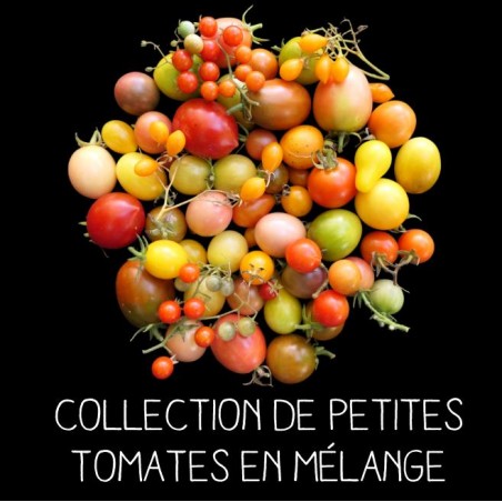 COLLECTION PETITES TOMATES EN MÉLANGE