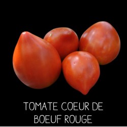 Tomate cœur de bœuf rouge