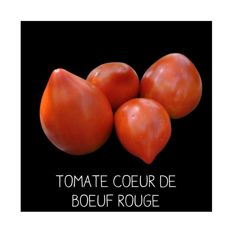 Tomate cœur de bœuf rouge