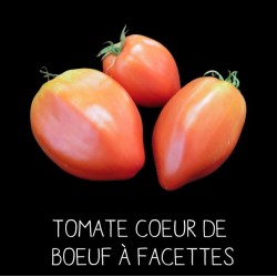 Tomate cœur de bœuf «à facettes»