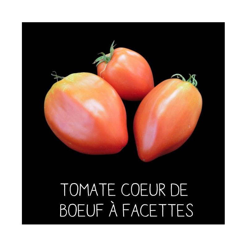 Tomate cœur de bœuf «à facettes»