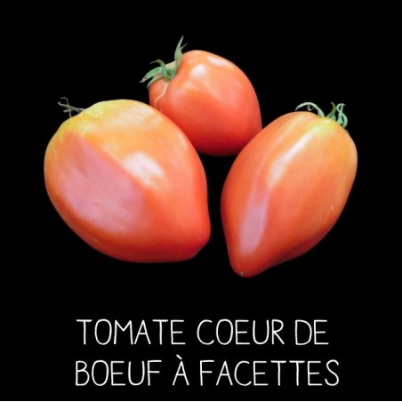 Tomate cœur de bœuf «à facettes»