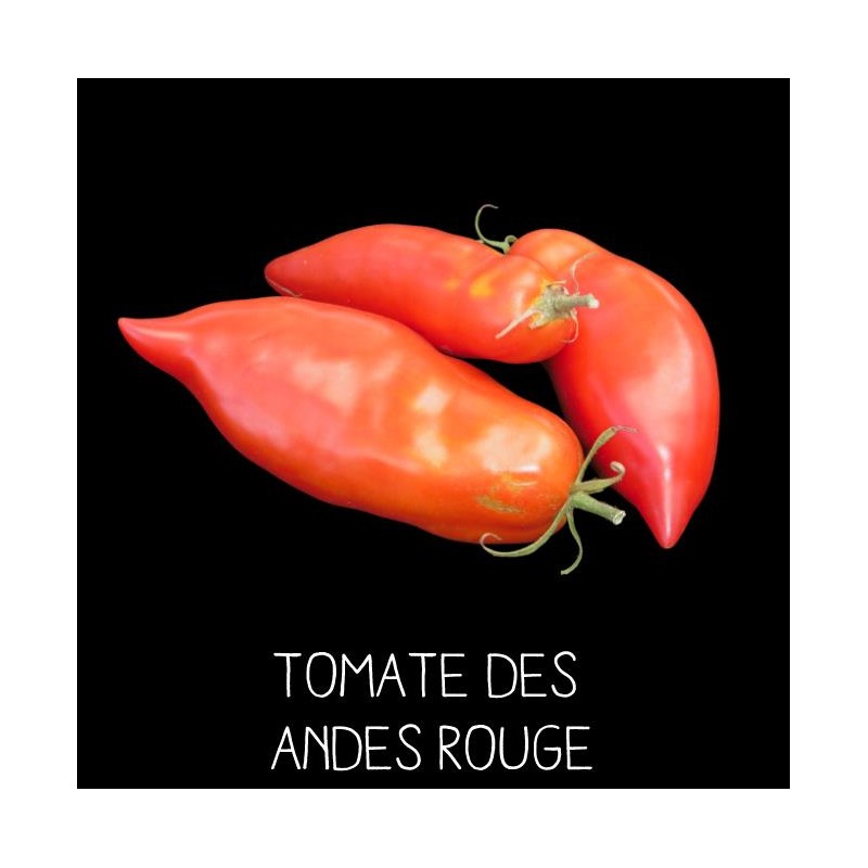Tomate des Andes rouge