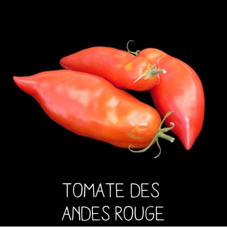 Tomate des Andes rouge