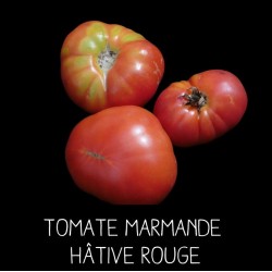 Tomate Marmande hâtive