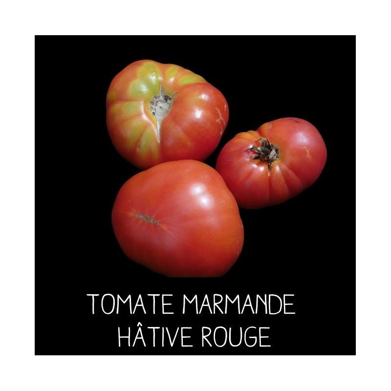 Tomate Marmande hâtive