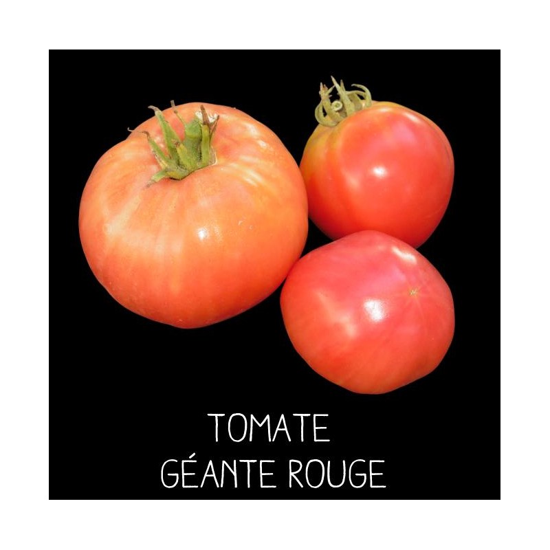 Tomate géante rouge