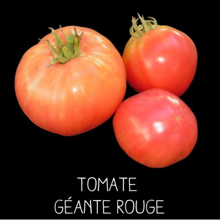 Tomate géante rouge