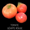 Tomate géante rouge