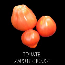 Tomate «zapotek» rouge