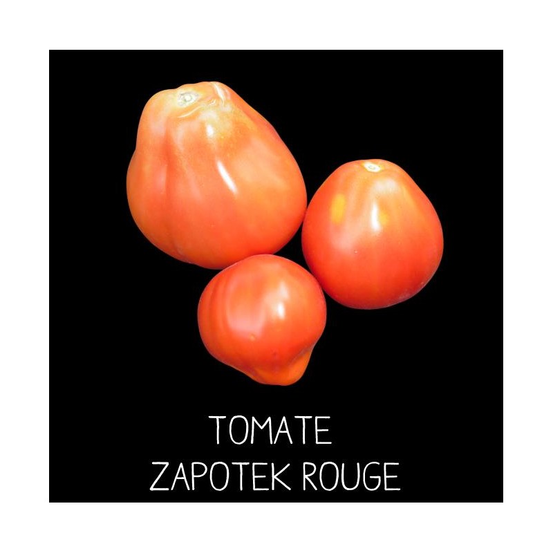 Tomate «zapotek» rouge