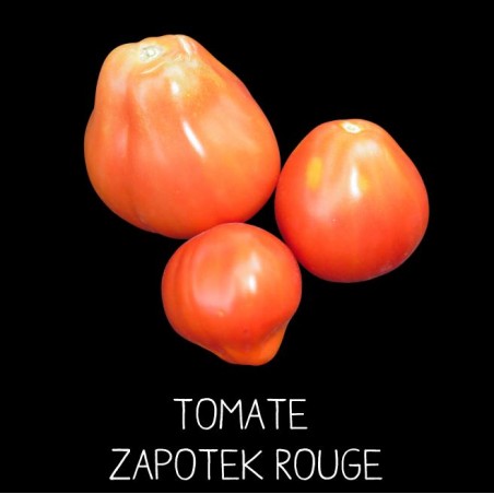 Tomate «zapotek» rouge